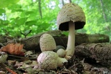 Coprinopsis variegata image