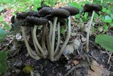 Coprinopsis variegata image