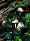 Coprinopsis variegata image