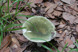 Russula variata image