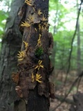 Calocera viscosa image