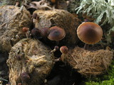 Psilocybe coprophila image