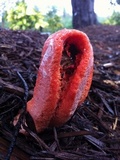 Clathrus columnatus image
