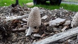 Coprinopsis picacea image