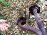 Laccaria amethystina image