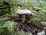 Gomphidius smithii image