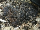 Botryotinia fuckeliana image