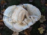 Bondarzewia berkeleyi image