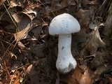 Amanita polypyramis image