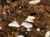 Clitopilus hobsonii image