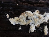 Ceriporia reticulata image