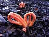 Clathrus columnatus image