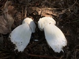Amanita polypyramis image