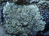 Squamarina cartilaginea var. cartilaginea image