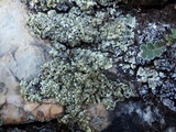Squamarina cartilaginea var. cartilaginea image