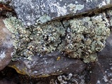 Squamarina cartilaginea var. cartilaginea image