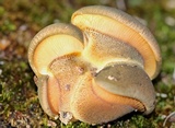 Sarcomyxa serotina image
