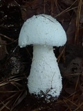 Amanita polypyramis image