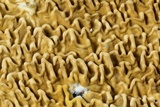 Serpula himantioides image