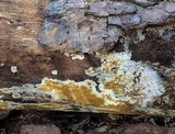 Serpula himantioides image