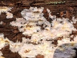 Serpula himantioides image