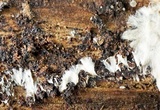 Serpula himantioides image