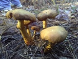 Gymnopilus luteus image