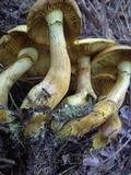Gymnopilus luteus image