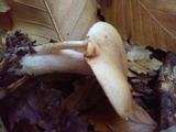 Rhodocollybia maculata image