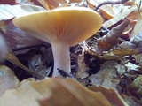 Rhodocollybia maculata image