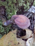 Ganoderma curtisii image