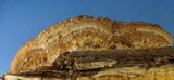 Trametopsis cervina image