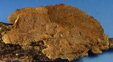 Trametopsis cervina image
