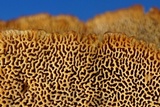 Trametopsis cervina image
