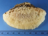 Tyromyces galactinus image