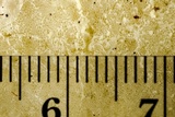 Tyromyces galactinus image