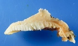 Tyromyces galactinus image