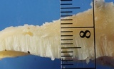 Tyromyces galactinus image