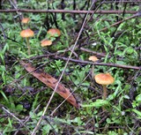 Galerina clavata image