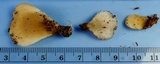 Hohenbuehelia angustata image