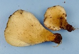 Hohenbuehelia angustata image