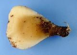 Hohenbuehelia angustata image
