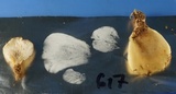 Hohenbuehelia angustata image