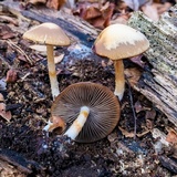 Psathyrella phegophila image