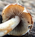 Psathyrella phegophila image