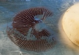 Psathyrella phegophila image