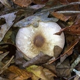 Agaricus pocillator image