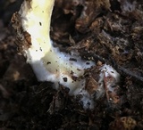 Agaricus pocillator image