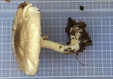 Agaricus pocillator image