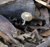 Coprinellus impatiens image